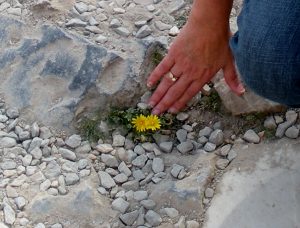 Ephesus Dandelion